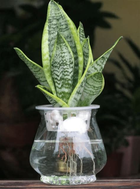 水 種 植物 風水|水種植物新手入門！ 15 種室內植物推薦 種植好處/開運寓意/風格。